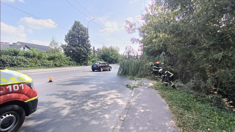 У Луцьку дерево впало на тротуар і проїжджу частину. ФОТО