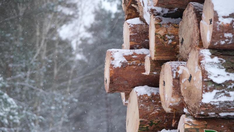 На Волині троє лісопорушників напали на працівника лісової охорони