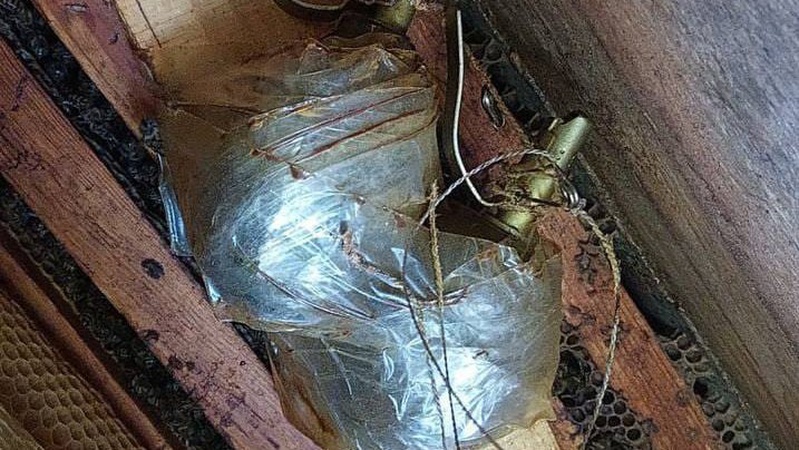 На Київщині російські окупанти замінували вулик, від вибуху врятували бджоли - пасічник