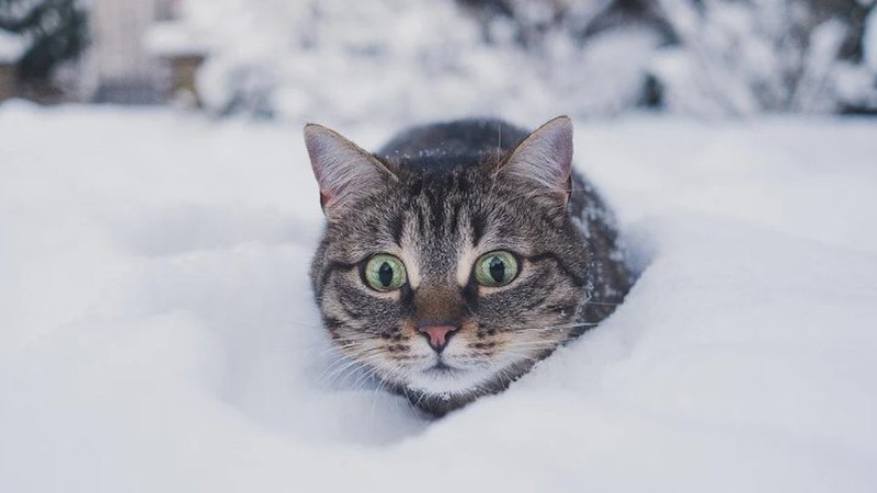 Хуртовини та мокрий сніг: прогноз погоди на 7 січня