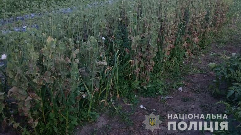 Поблизу Ковеля виявили незаконний посів маку: триває слідство