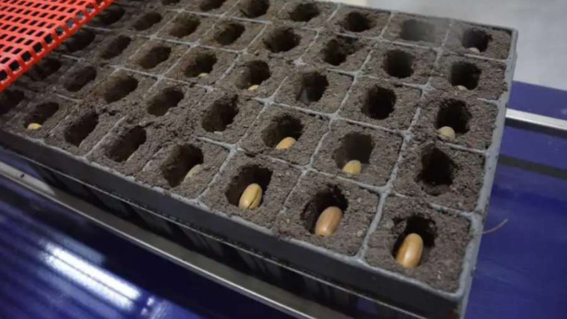 На Волині відкриють лісонасіннєвий завод