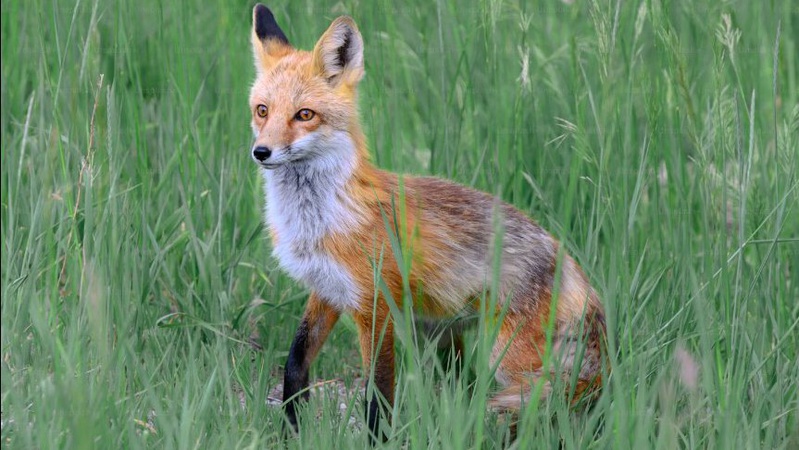 У Луцькому районі виявили новий випадок сказу