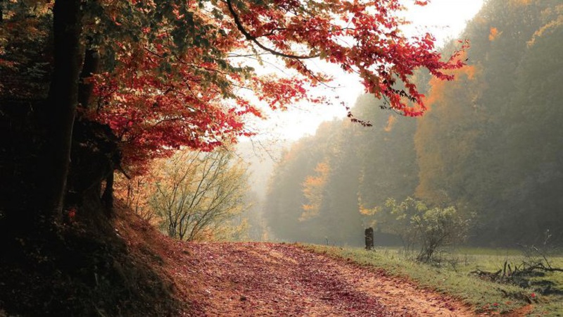 Хмарно та переважно без опадів: прогноз погоди на 2 листопада