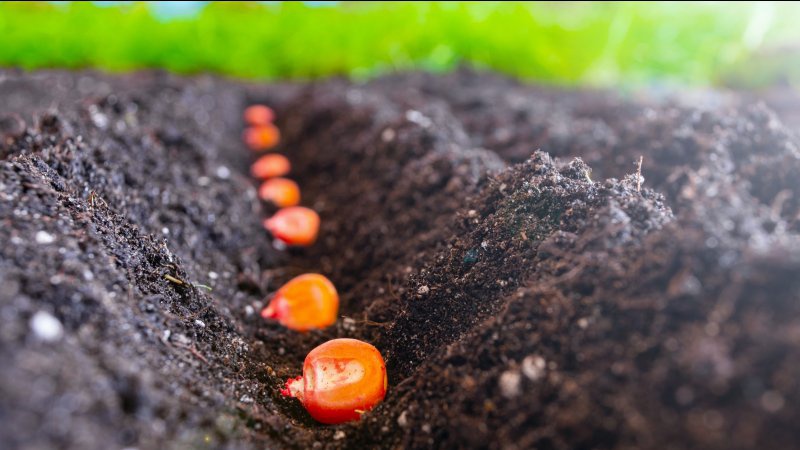 На Волині розпочали посів кукурудзи на зерно