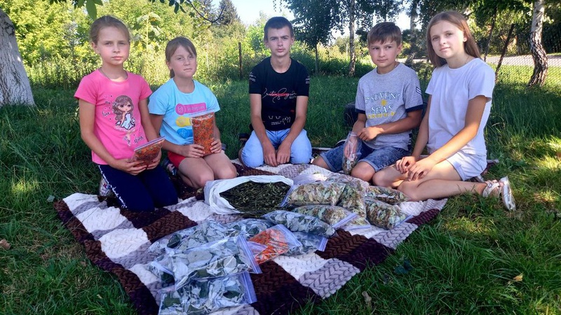 Волинські школярі збирають та сушать цілющі трави для військових