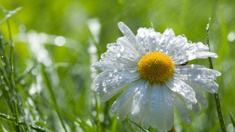 В Україні на вихідні прогнозують дощі з грозами та до +32°