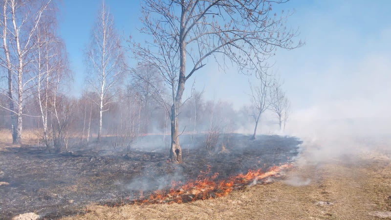 За минулу добу на Волині працівники державної лісової охорони затримували паліїв та гасили масштабні пожежі