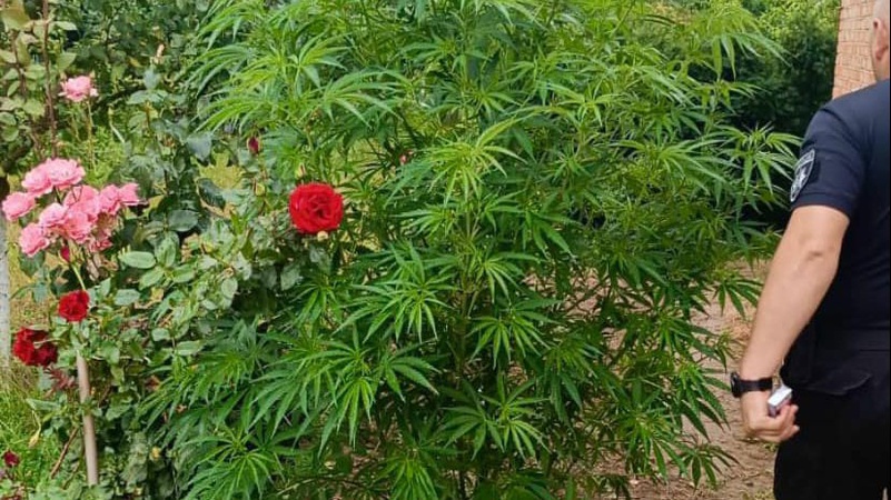 На Волині жінка вирощувала на своєму городі коноплю