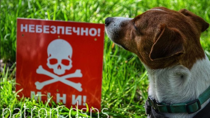 Пес Патрон показав вибухонебезпечний предмет, який він знайшов під час служби