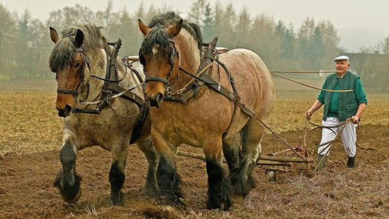 Українці, які самостійно обробляють великі земельні ділянки, мають декларувати доходи
