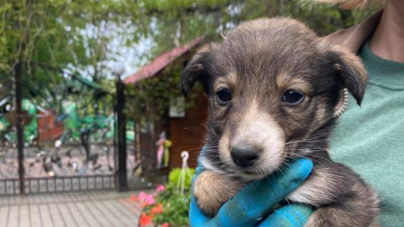 У Луцький зоопарк підкинули цуценят: просять впізнати чоловіка. ВІДЕО