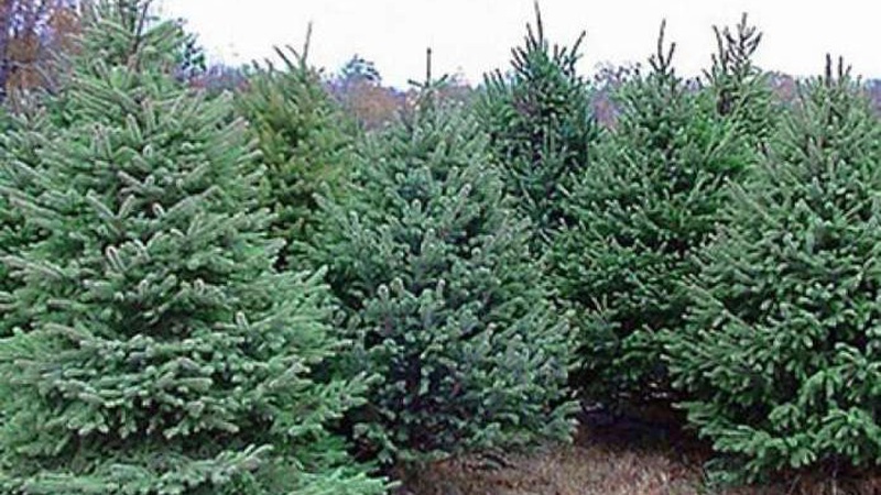 Волинські лісівники почали продаж новорічних ялинок: ціни