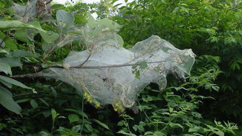 Нашестя гусені: у Шацьку виявили особливо небезпечного шкідника