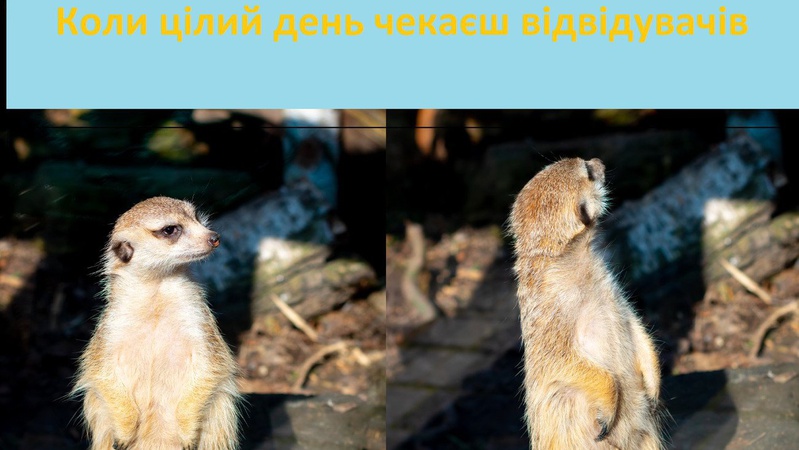 Луцький зоопарк змінив графік роботи