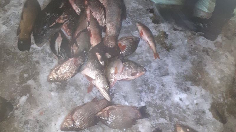 Небайдужі волиняни здали порушників за виловом риби: двоє «накивали п’ятами»