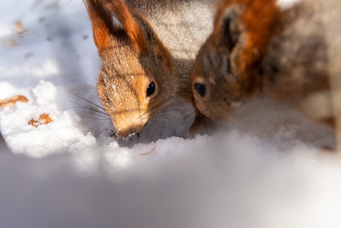 У день закоханих у Луцькому зоопарку – безліч акцій