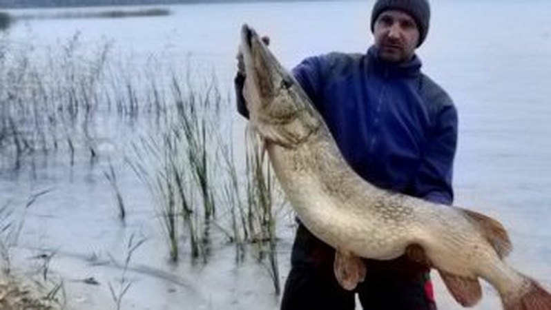 Понад 16 кілограмів: на Волині спіймали щуку-рекордсменку