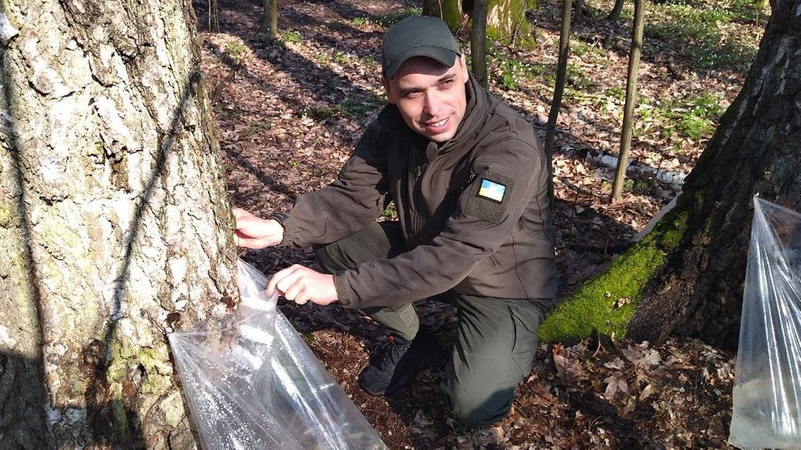 На Волині завершується збір березового соку