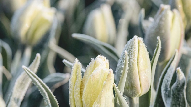 У західних областях ймовірні заморозки: синоптикиня розповіла про погоду на 23 квітня