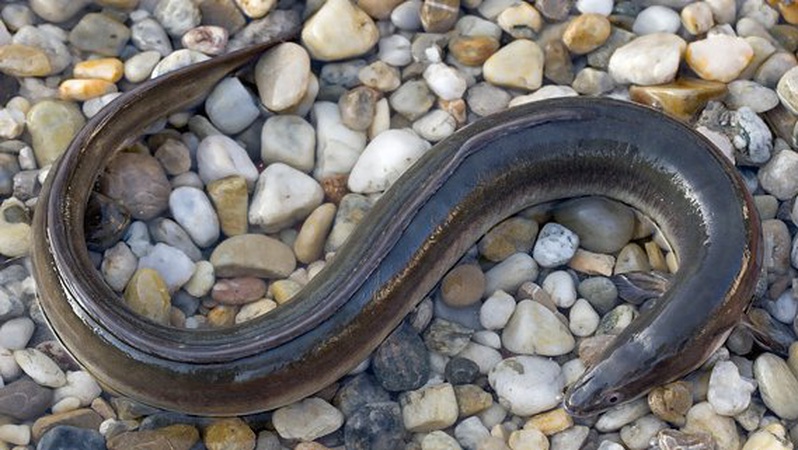 Волинян, які купили вугра, штрафуватимуть на тисячі гривень