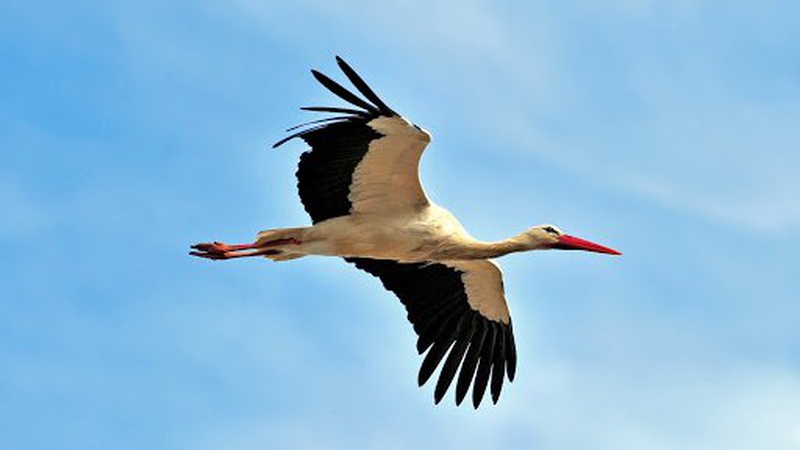 У селі на Волині лелека, який прилетів з ирію, тиждень чекав нового гнізда. Дочекався