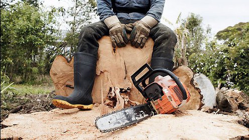 На Волині викрили чоловіка, який незаконно зрубав дуби на території природно-заповідного фонду