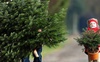 Де у Луцьку продаватимуть ялинки