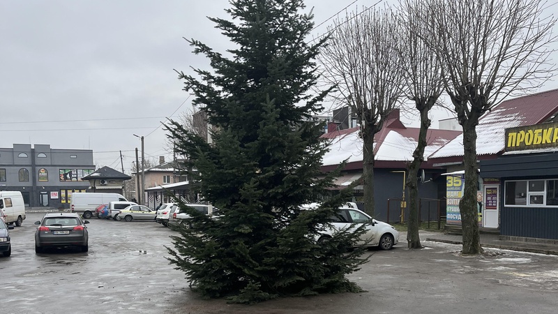 У Камені-Каширському встановили ялицю з Синевира
