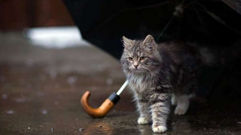 На Волинь суне циклон: якою буде погода у наступні кілька днів