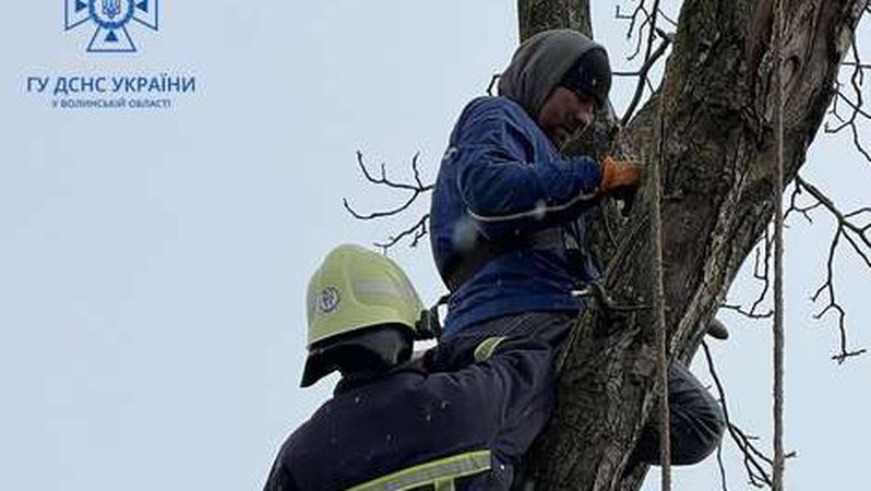 У Луцькому районі чоловік потрапив у «капкан» на дереві. ФОТО