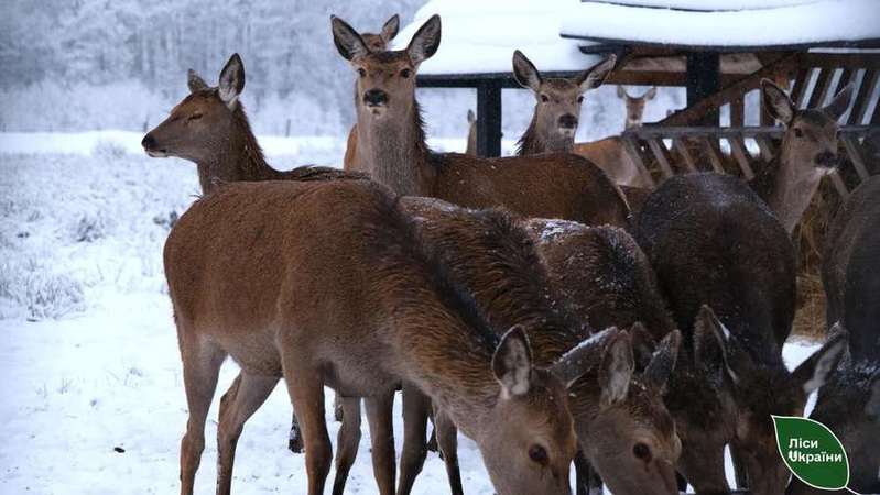 Застосовують європейський досвід: на Волині розводять оленів