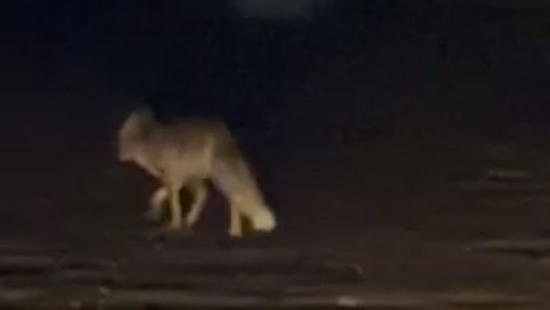 На околиці Луцька завелася лисиця