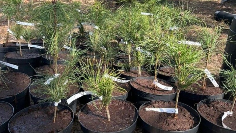 На Волині та Рівненщині планують створити 100 га клонових лісонасінневих плантацій