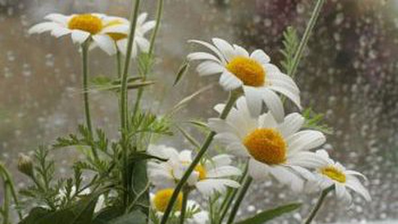 Без опадів і до 30° тепла: прогноз погоди на 22 червня