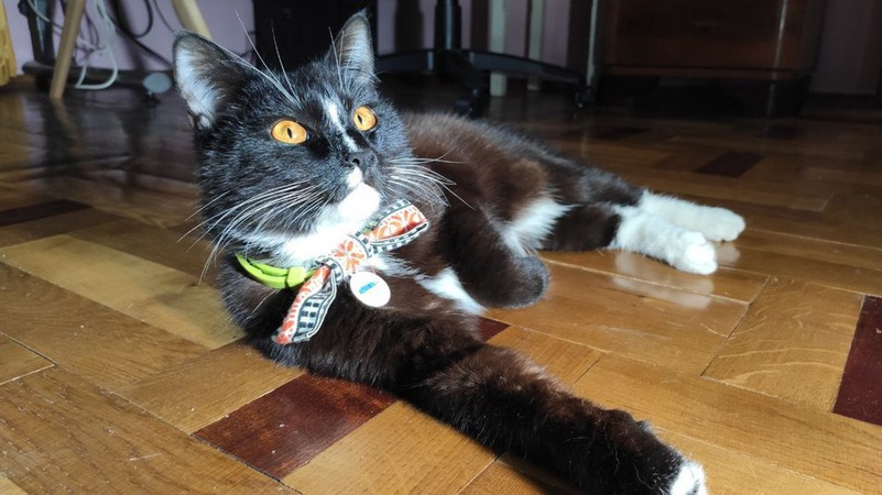 БандероКіт із Луцька має свою сторінку в соцмережі