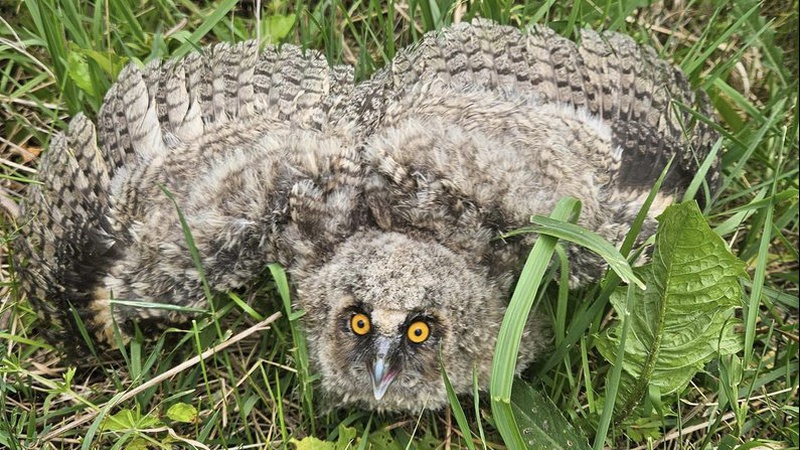 На Волині ветеринар виходив маленьке совеня