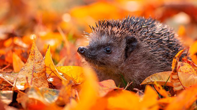 Що робити з опалим листям восени: поради від еколога