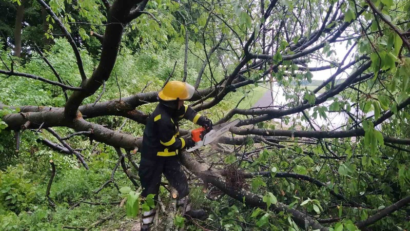 На Волині сильний вітер повалив дерево на проїжджу частину
