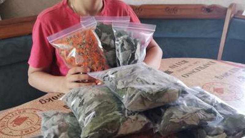 «Ароматне» волонтерство: учні гімназії в Луцькому районі збирають цілющі трави для захисників. ФОТО