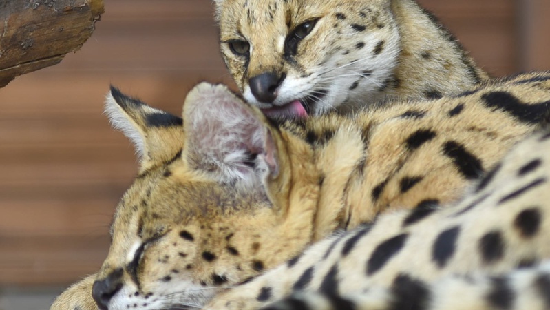 Луцький зоопарк відновлює роботу