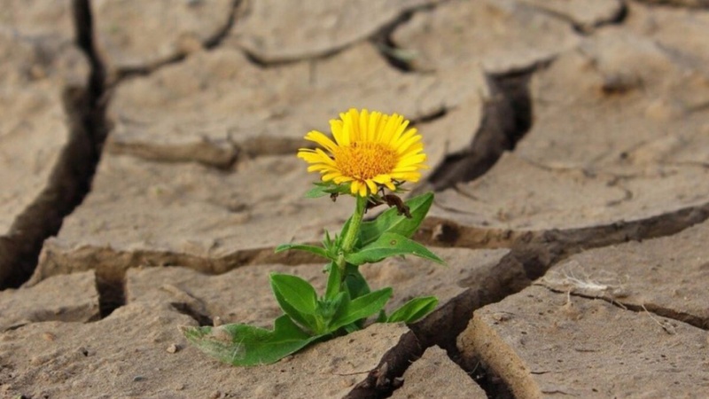 Без опадів, місцями сильна спека: прогноз погоди на 30 червня