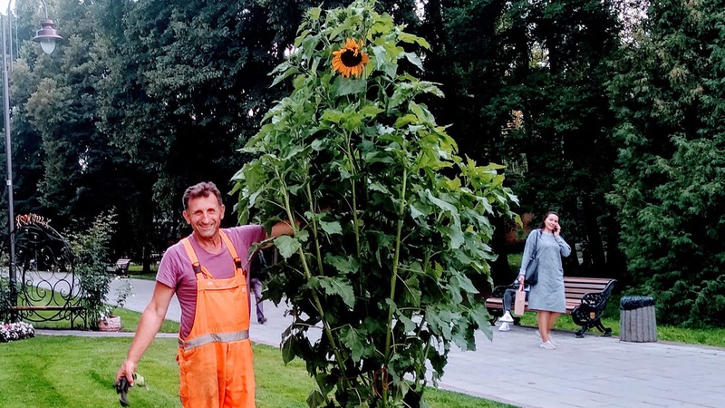 У Луцьку з парку вкрали соняшника-рекордсмена