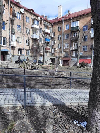 Розповіли, хто дав вказівку по-варварськи кронувати дерева в центрі Луцька