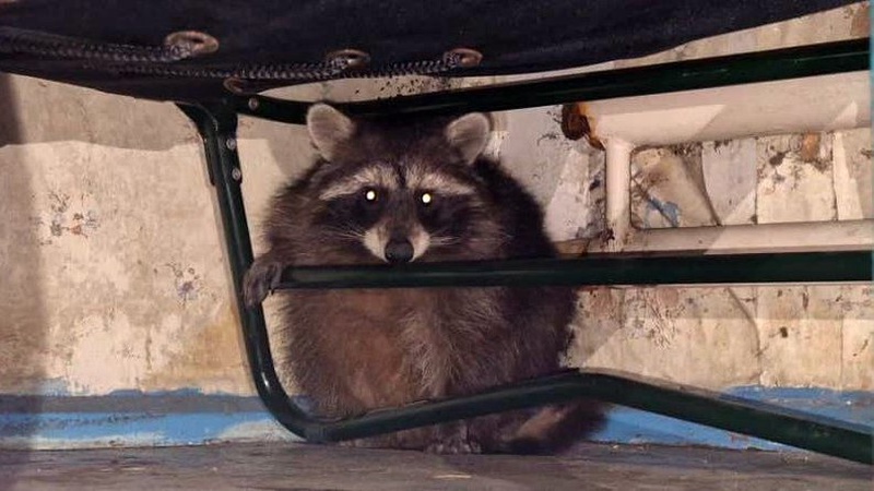 Бійці волинської бригади прихистили на позиціях єнота і назвали його «Байрактар». ФОТО