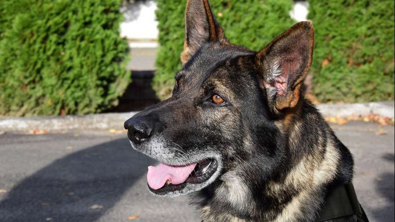 Чотирилапого прикордонника з Волині нагородили відзнакою за знайдені наркотики