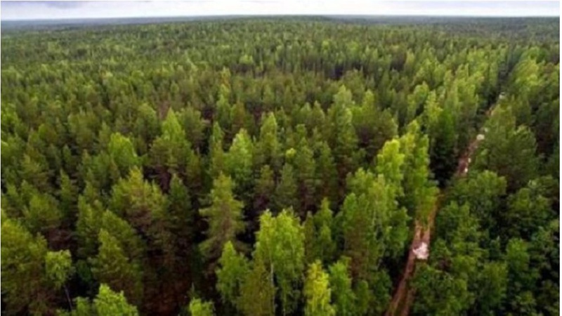 На Волині лісові землі вартістю майже 10 мільйонів повернули державі