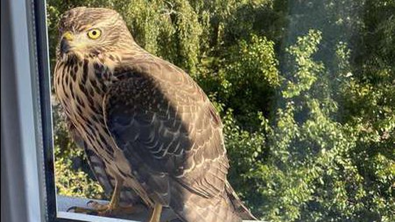 У Луцьку у вікно жінки зазирнув хижий птах. ФОТО