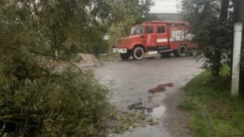 На Волині під час негоди буревій повалив дерево. ФОТО