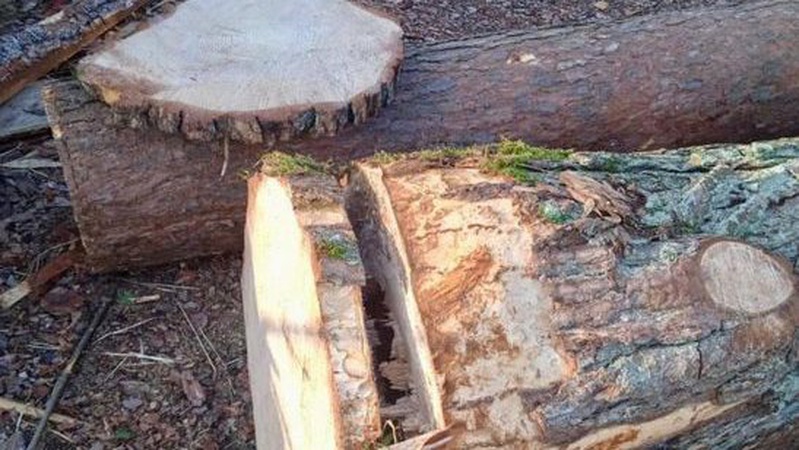 У лісництві на Волині нарубали дерев на пів мільйона гривень, крадіїв знайшли